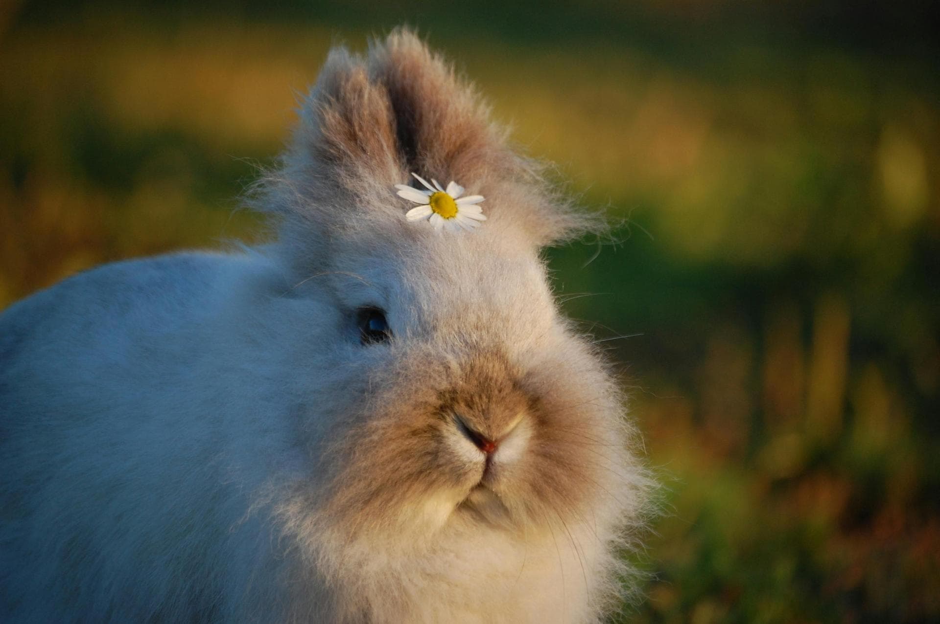 Bunny with daisy flower