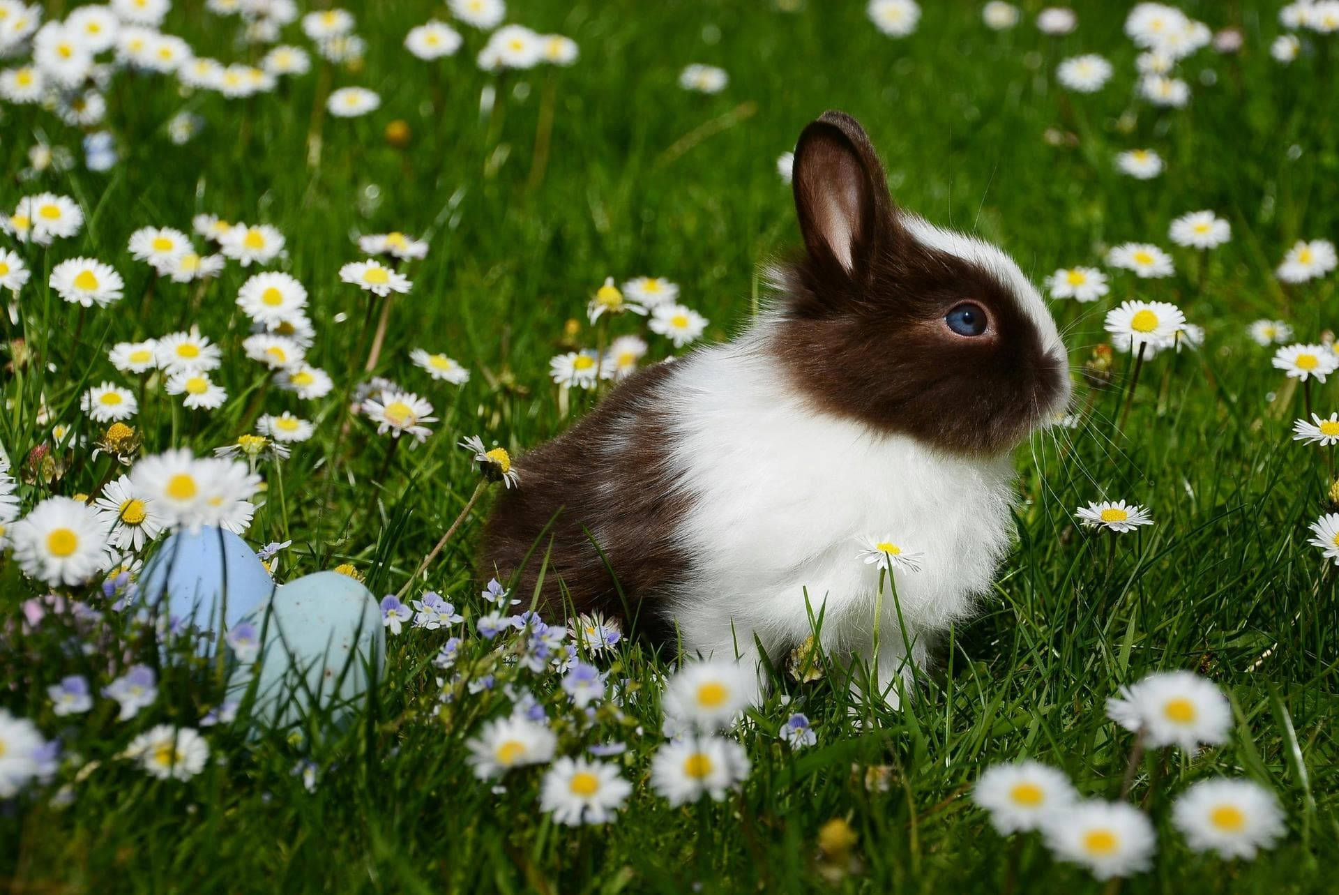 Specialist Vets in Tralee