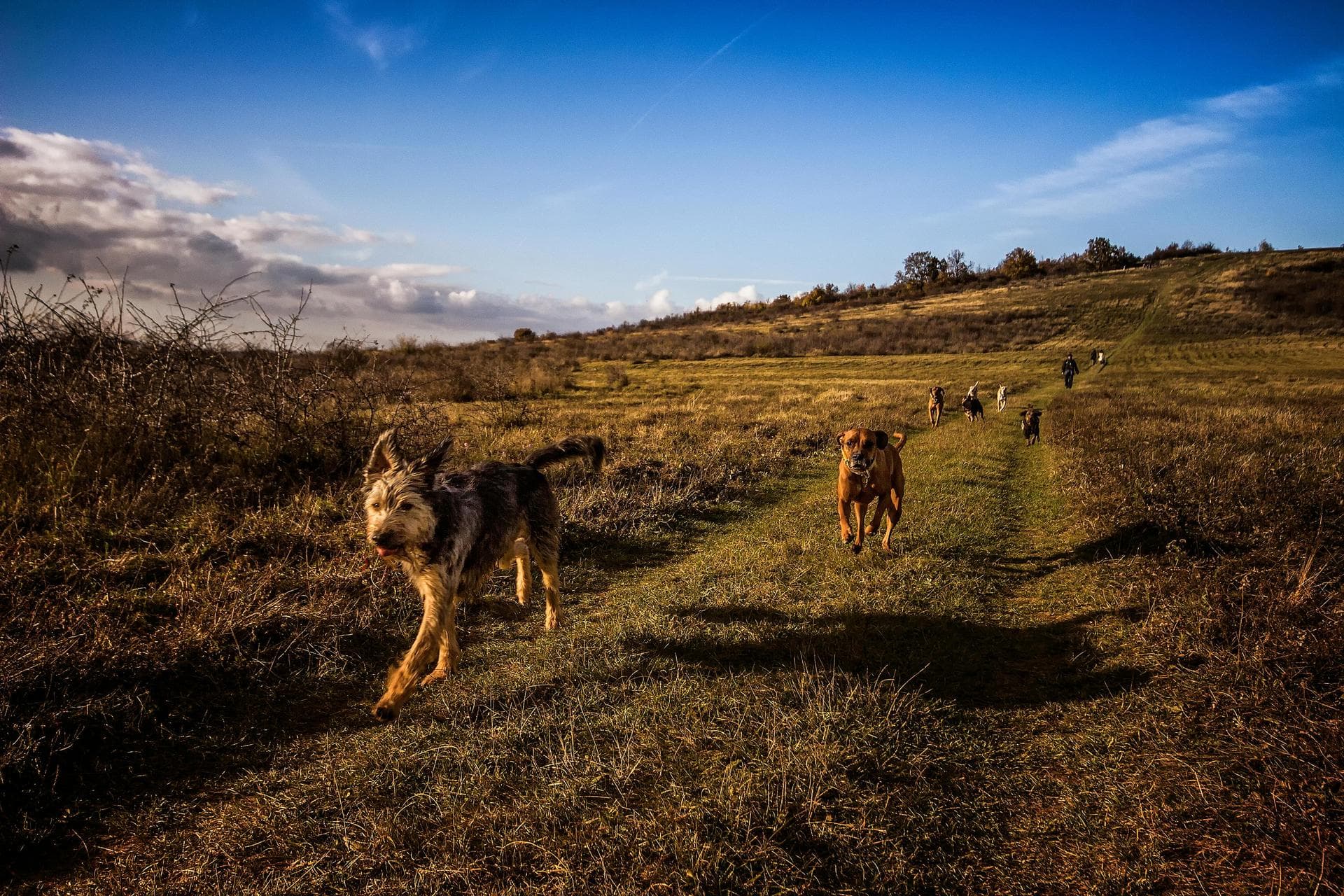Emergency Vets in Tralee